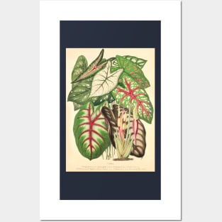 Assorted Caladium and Alocasia - Belgique horticole - Botanical Illustration Posters and Art